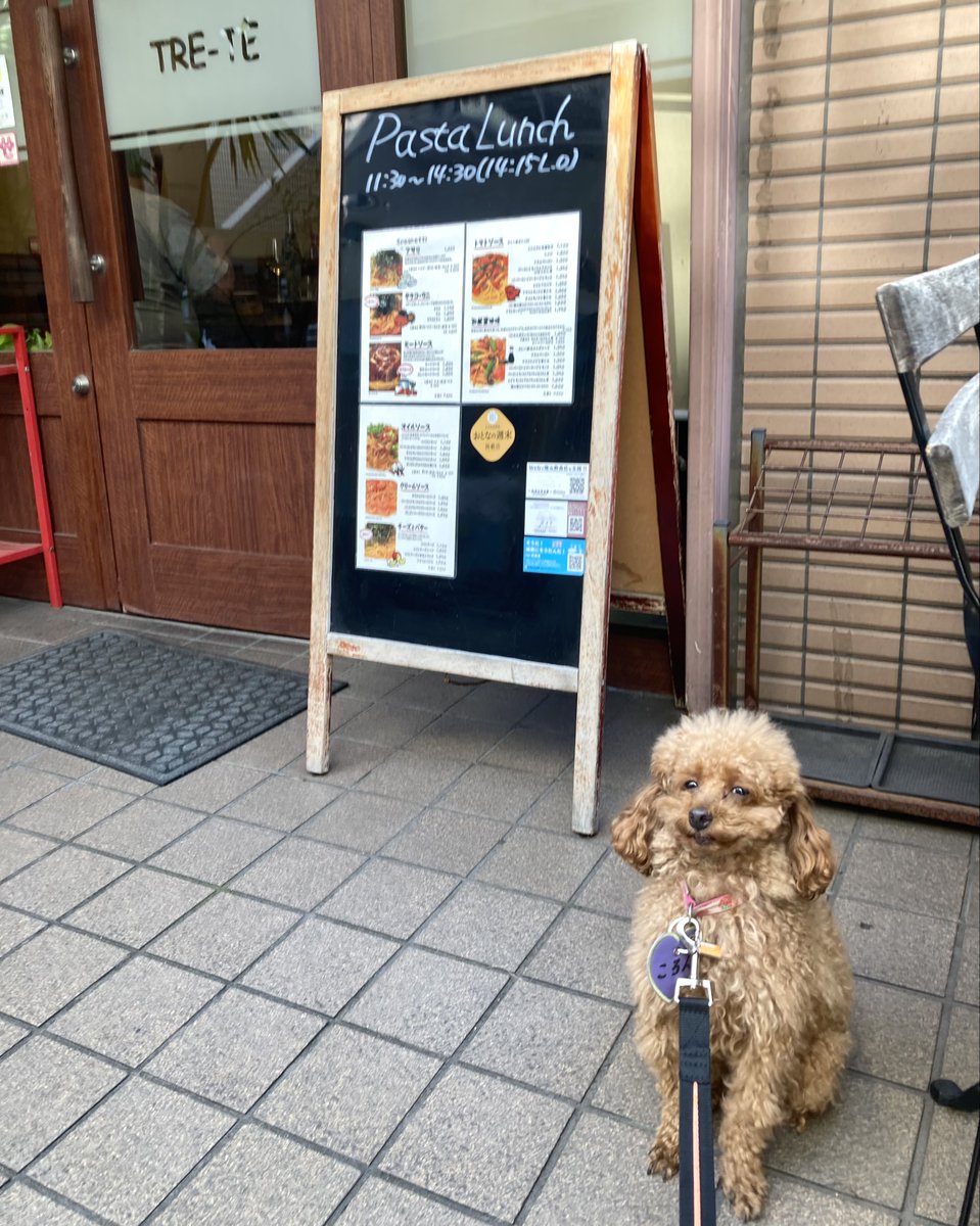Coronhogoken's tweet image. ころん🐕の【勝手に看板犬】シリーズ🐾
パスタランチ🍝が人気のイタリアン TRE-TE 
🐕「ボクも、レディとトランプみたいに、スパゲッティちゅるちゅるデートしてみたいじょ❣️」

#トイプードル　#看板犬　#trete