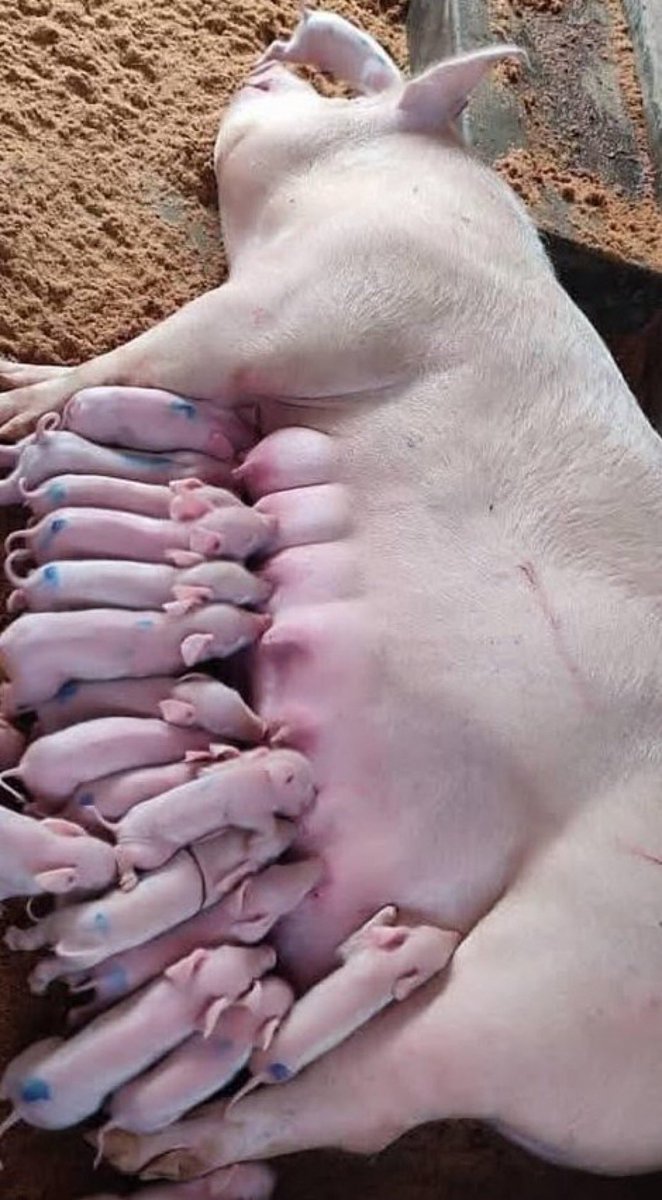 Starting Pig Farming in 2026

Advantages of Pig Farming

1. Pigs can convert inedible feeds, forages, grain byproducts from mills, meat byproducts, damaged feeds, and even garbage into valuable, nutritious meat.

2. Pigs grow quickly and are prolific breeders, with sows giving