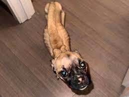 Breaking: Finally! Suspect Charged In Shocking Starvation Case of Puppy ‘Sprout’!
West Bridgewater, MA
Devin Preeper, 27
CHARGED: Face Felony Animal Cruelty
Accused of Starving "Sprout"

❗ NEW DETAILS
Arraignment set for December 23rd in Brockton District Court

It all started