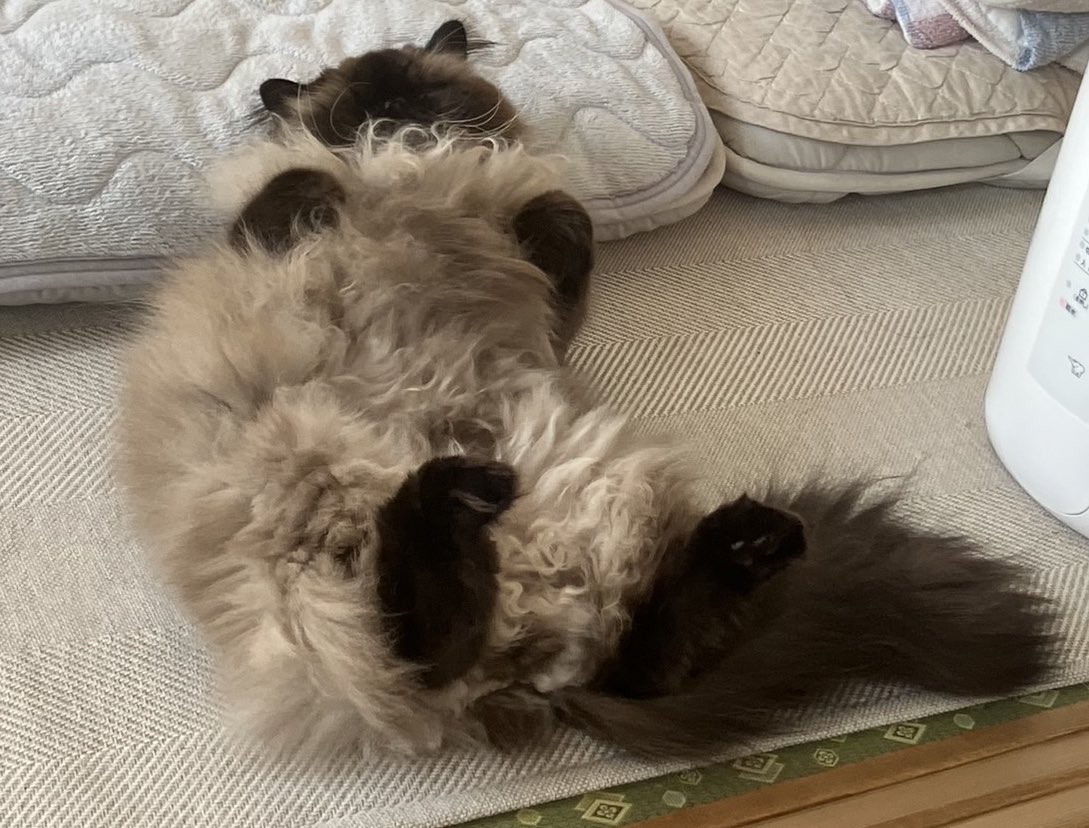 むぎ (@Mugi_is_No1) / Posts / X