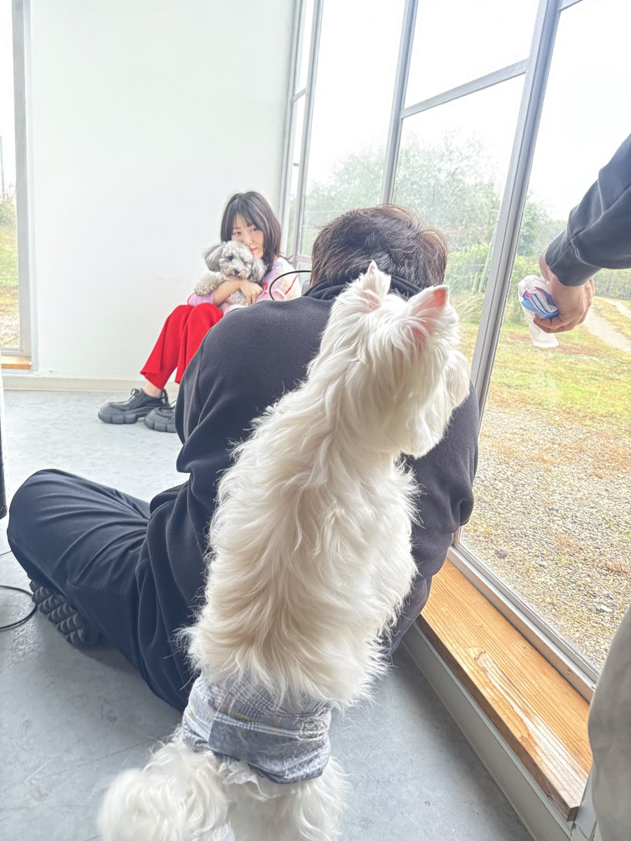 MINAMI373HAMABE's tweet photo. カレンダーの発売が決定いたしました!🐶
コンセプトは『わんこと巡る1年』
かわいいわんこ4匹としあわせな撮影をさせていただきました🐶
うちのぽぷこぺも、お友達と会えて楽しそうでした🐶
ぜひ!おうちに飾ってあげてください🐶 https://t.co/7mJZMULLjA