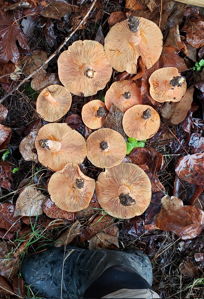 Lactarius deterrimus is a delicious edible mushroom. These were found growing off fir trees in the Willamette Valley in Oregon. Online resources claim it is undesirable and bitter. We loved it and I encourage you to try it.
