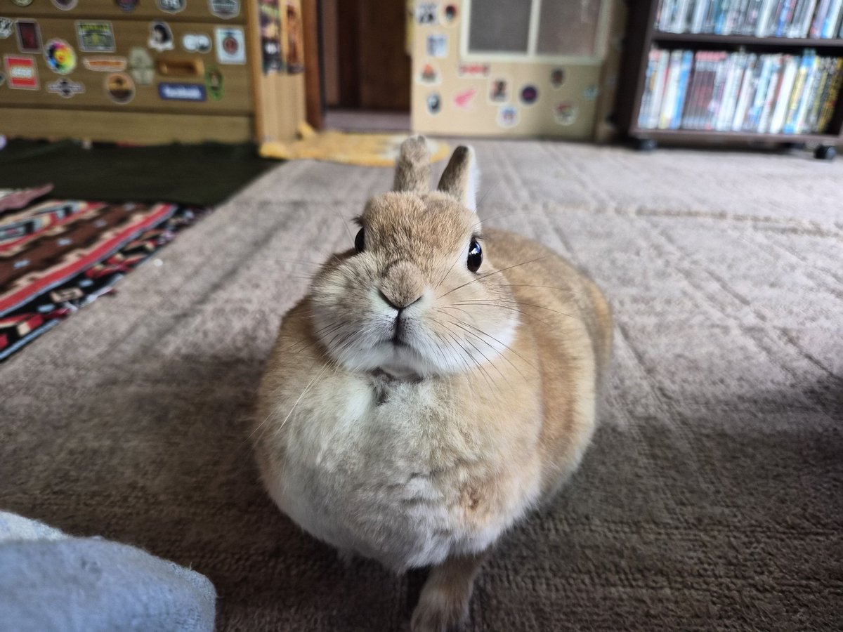 ゴンちゃん仕事行ってくるね🐰❤️‍🩹 お留守番宜しく🏡🌞