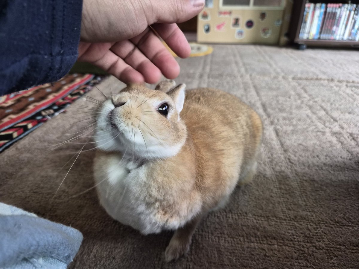 ゴンちゃん仕事行ってくるね🐰❤️‍🩹 お留守番宜しく🏡🌞