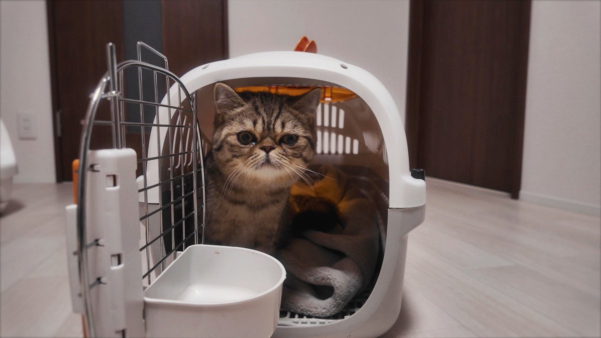 じろじろジロ帳 tweet media