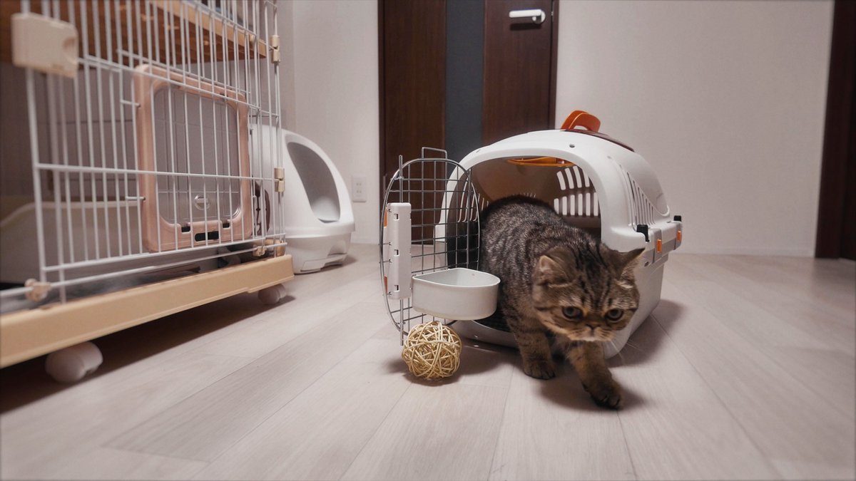 じろじろジロ帳 tweet media