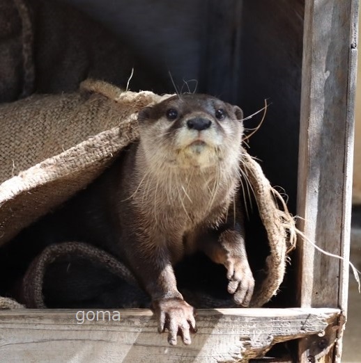 goma✨ (@otter_goma) / Posts / X