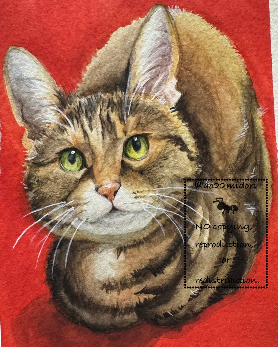 狼林（ROURIN）作 猫（スコティッシュフィールド）の水彩画 2008年 狼