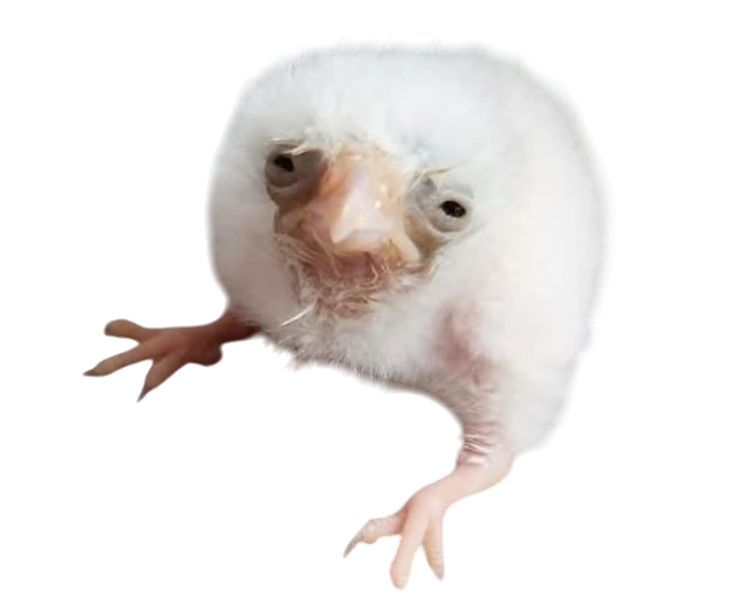 PrimordialDorks's tweet image. 