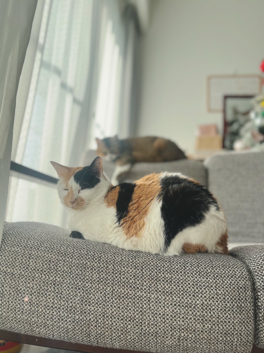 プロフ必読☆meme えむねふぉ🐱😺😼🙀 (@_mNEFO_) / Posts / X