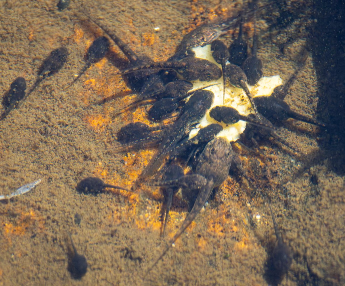 Это среда, мои чуваки! 🐸

Сегодня несу вам головастиков в естественной СРЕДЕ ОБИТАНИЯ, которых недавно видела. Что-то увлечённо там жрут 👀