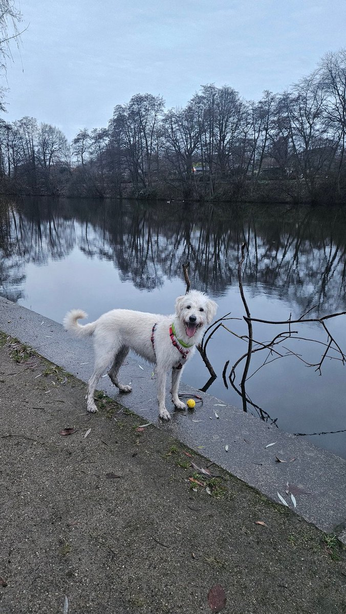Mystische Stimmung am Alsterlauf-da hilft nur Grinsen 😁
Guten Morgen #Twitterrudel 🥰 🐾