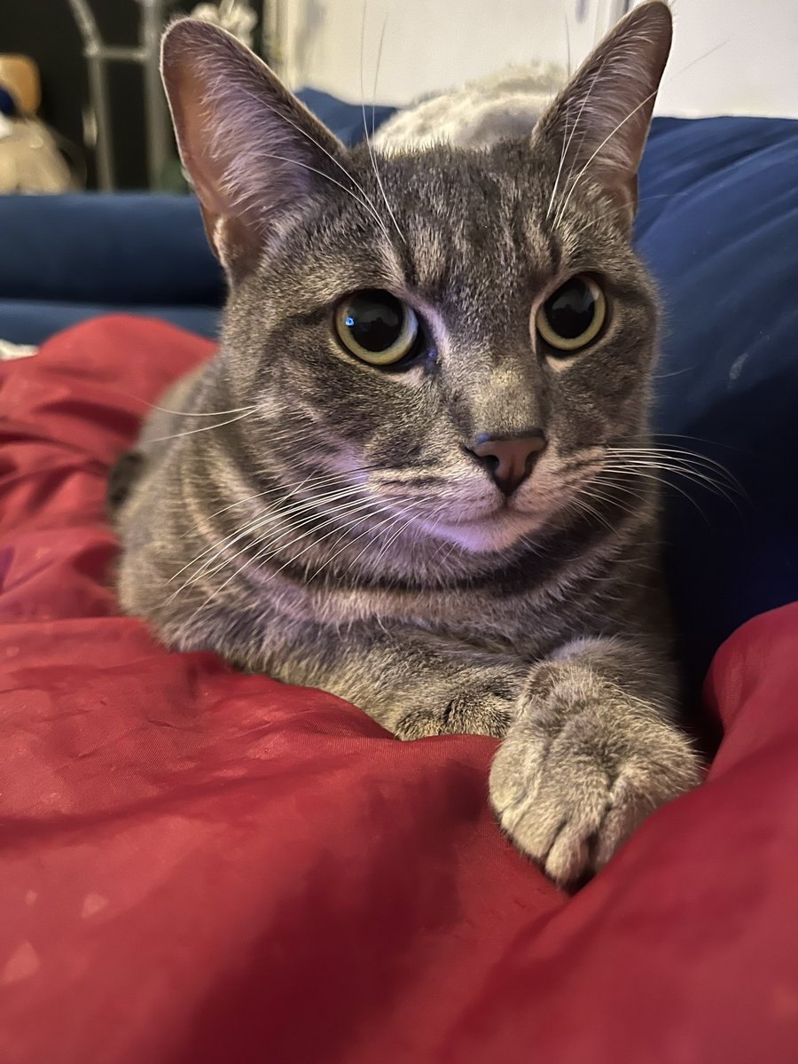 Mars dit Marsouille le petit bonhomme a mis le temps.
Comme il veut tout faire comme Indu, il fait le pot de colle.