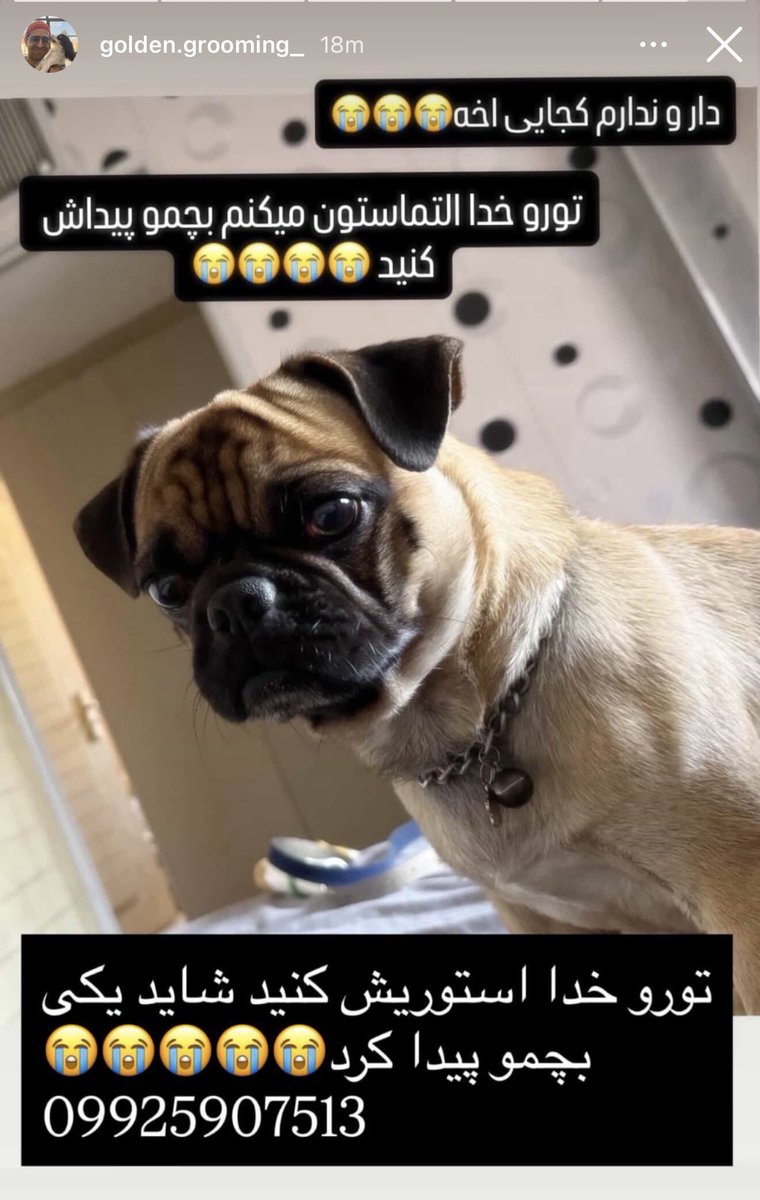 🖤مامان آشیل🐶🖤 tweet media
