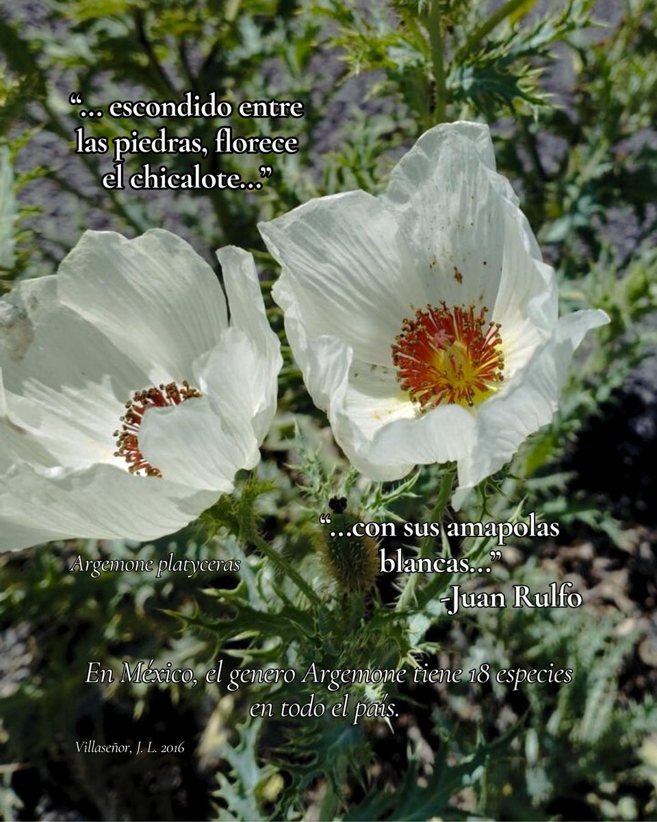 En el Llano en llamas de Juan Rulfo hace una muy linda referencia a los chicalotes en un poblado llamado Luvina. 

¡Vivan los chicalotes!