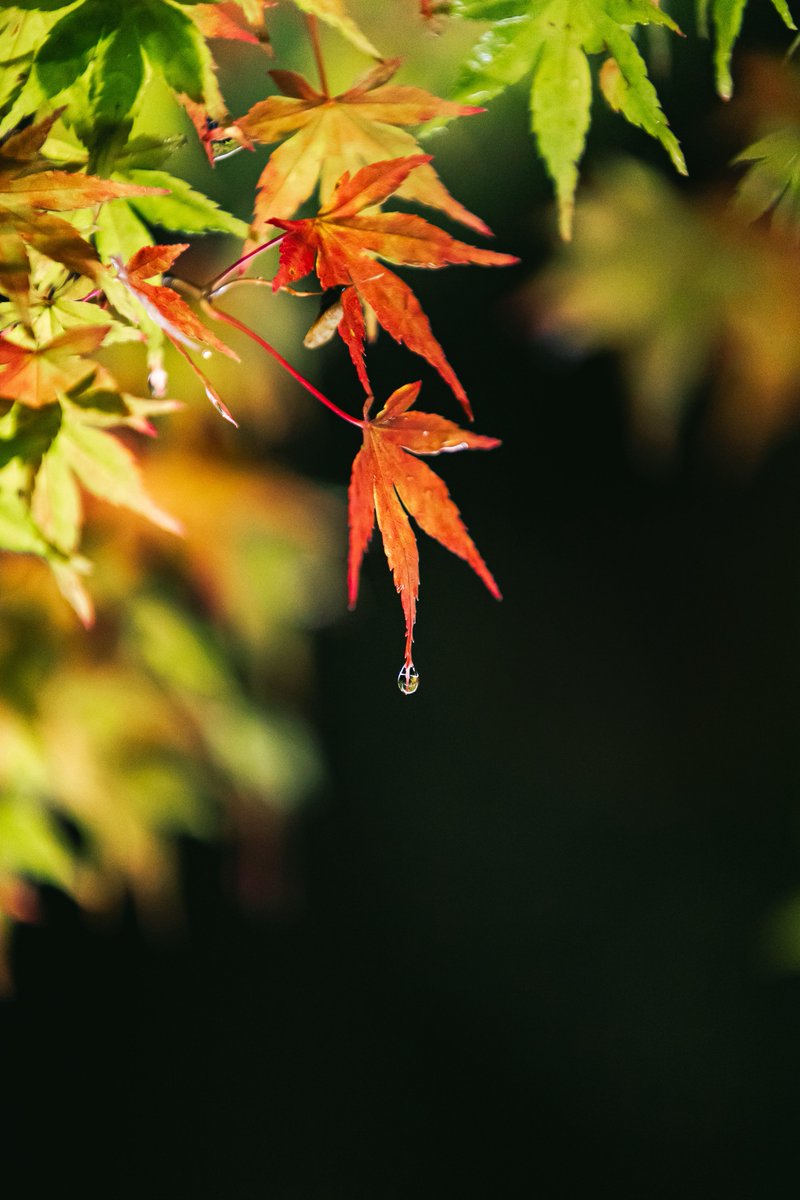 yunhuham's tweet photo. Autumn🍁
 #coregraphy https://t.co/yCdCMlo0Im