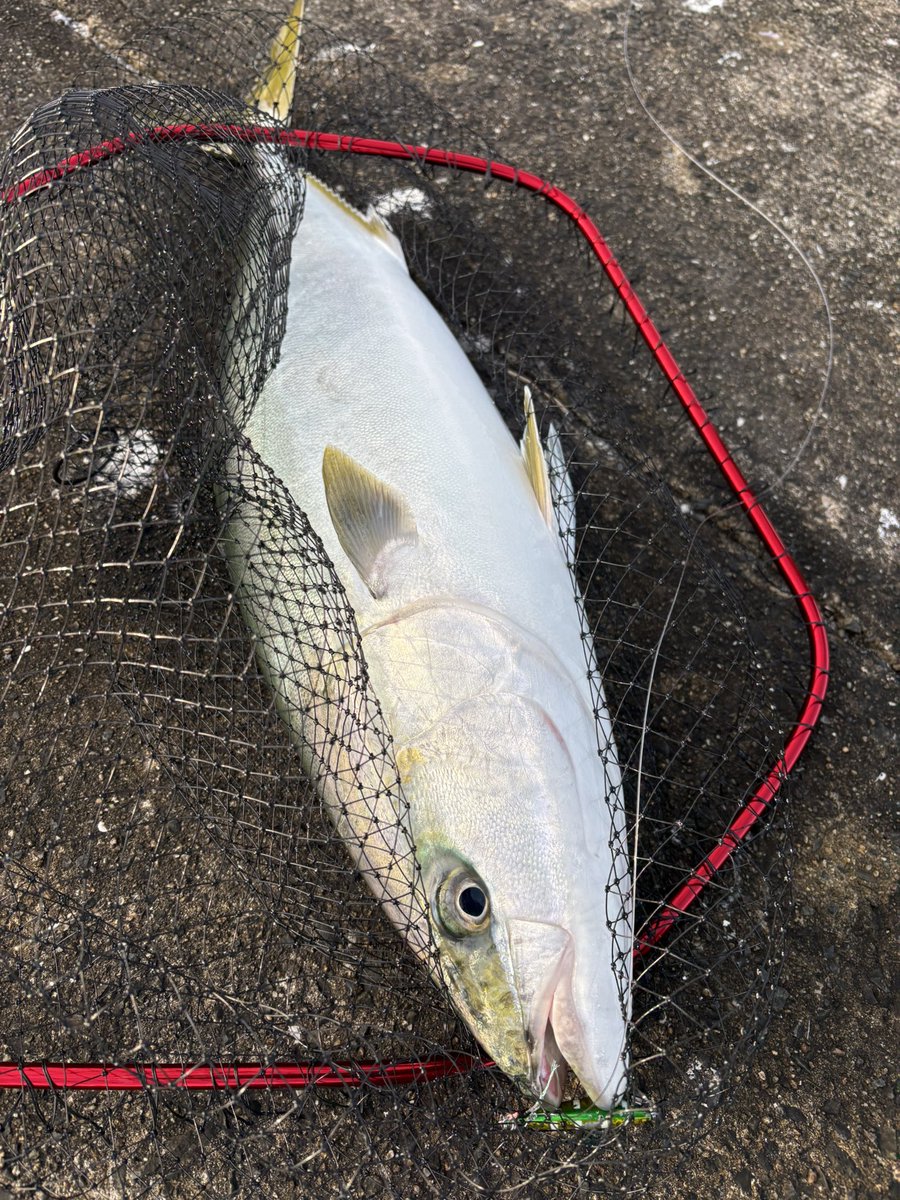 ムコイチ８番にて！
この時期にこれだけ釣れたら上出来でしょう😁
ヒットルアーは全部rスピン！これからもお世話になります😌