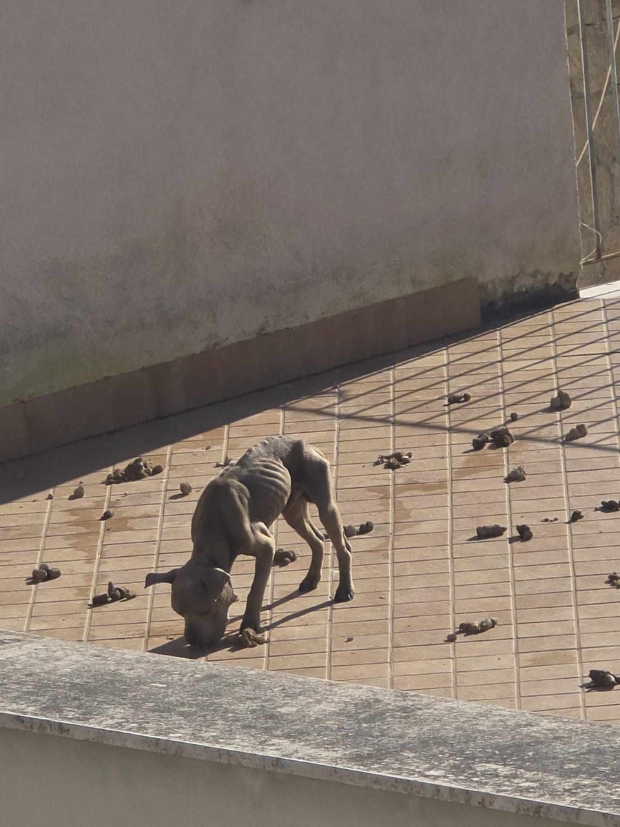 "Buongiorno. Potrebbe aiutarmi a salvare questo cane? Guardi queste foto. Vive a via Santa Chiara a Nola tra i suoi escrementi". Abbiamo allertato le guardie zoofile.