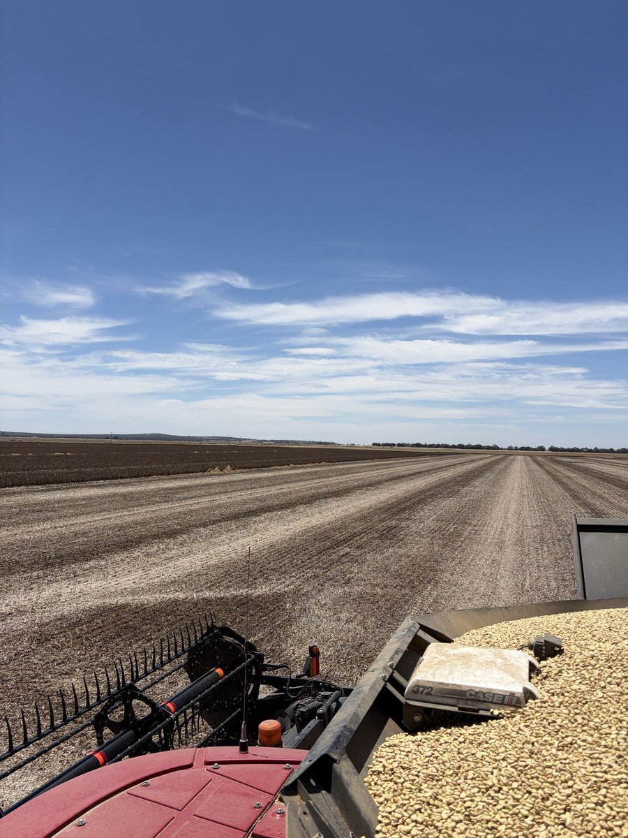 Adamgmitigully's tweet photo. Faba beans 🫘 25 when will the price resemble what they are worth 😖😵‍💫🫩 https://t.co/MQYml5IB1M