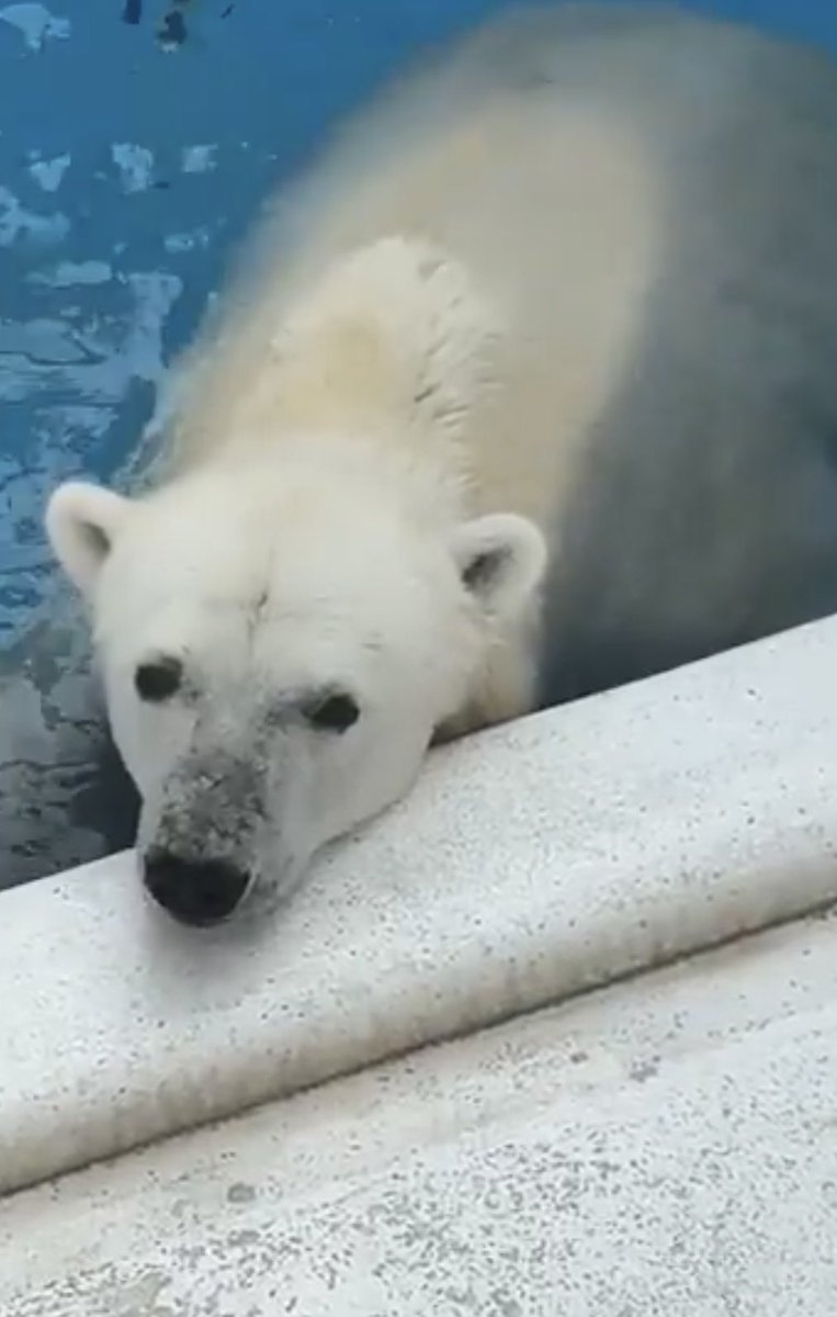 chizu_xiang (@kobuchizu0612) / Posts / X