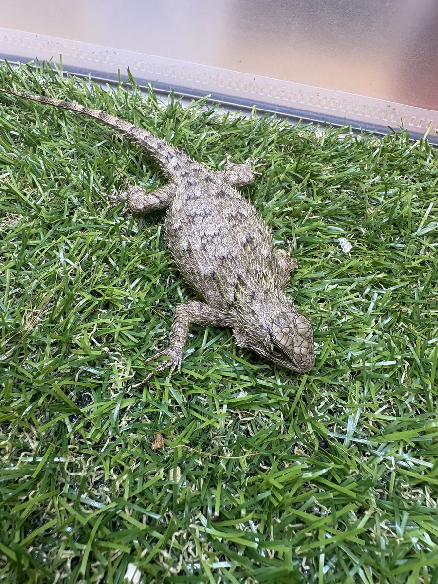 マラカイトハリトカゲ 2ペア入荷！ メス個体はお腹大きいのでもしかし