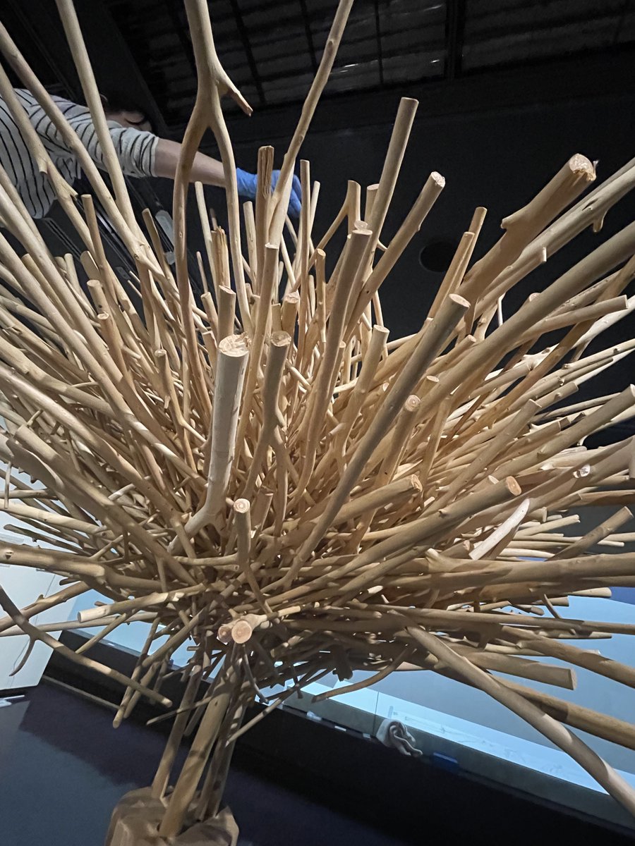 【展示替え休館中②】
2025年12月10日 曇　－２℃

第１展示室では”樹華”の展示作業中
学芸員さんが１本ずつバランス良く挿しています。
安全に気をつけて行っています。
完成がとても楽しみですね

#砂澤ビッキの生きた時代展
オープンまであと３日😊

#旭川美術館　#作業中　#展示替え