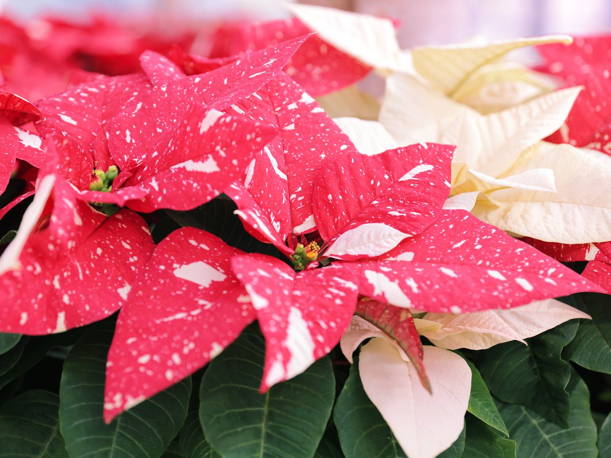 \[V}KWwRXfBAhbgR!!x:ŐV𐏎XV!!