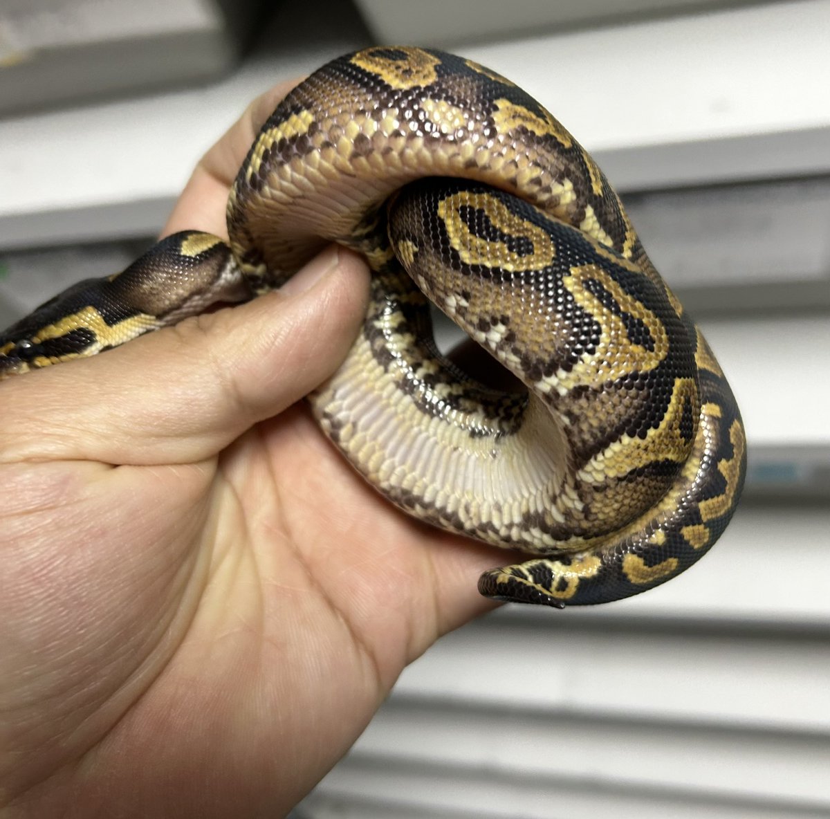 geeksballpython's tweet image. 1.0 BH Goblin Het DG

#2025ﾌﾞﾘｰﾄﾞ
#ｷﾞｰｸｽCB