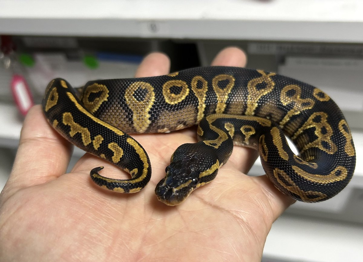 geeksballpython's tweet image. 1.0 BH Goblin Het DG

#2025ﾌﾞﾘｰﾄﾞ
#ｷﾞｰｸｽCB