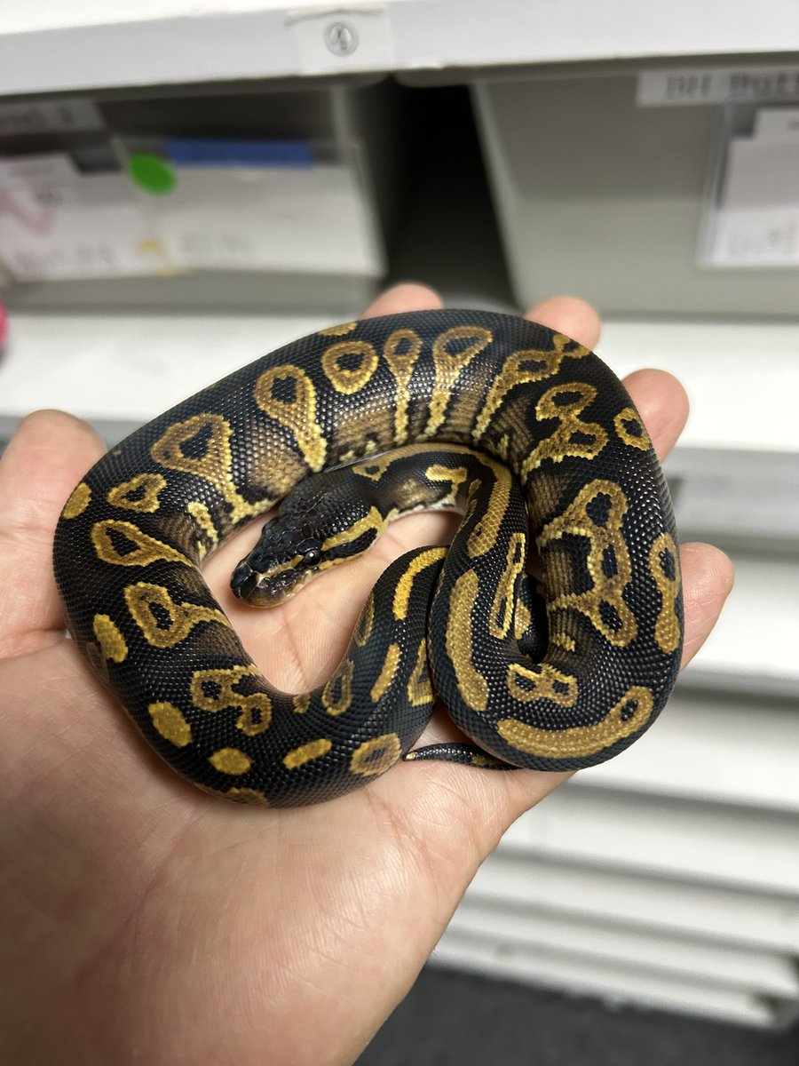 geeksballpython's tweet image. 1.0 BH Goblin Het DG

#2025ﾌﾞﾘｰﾄﾞ
#ｷﾞｰｸｽCB