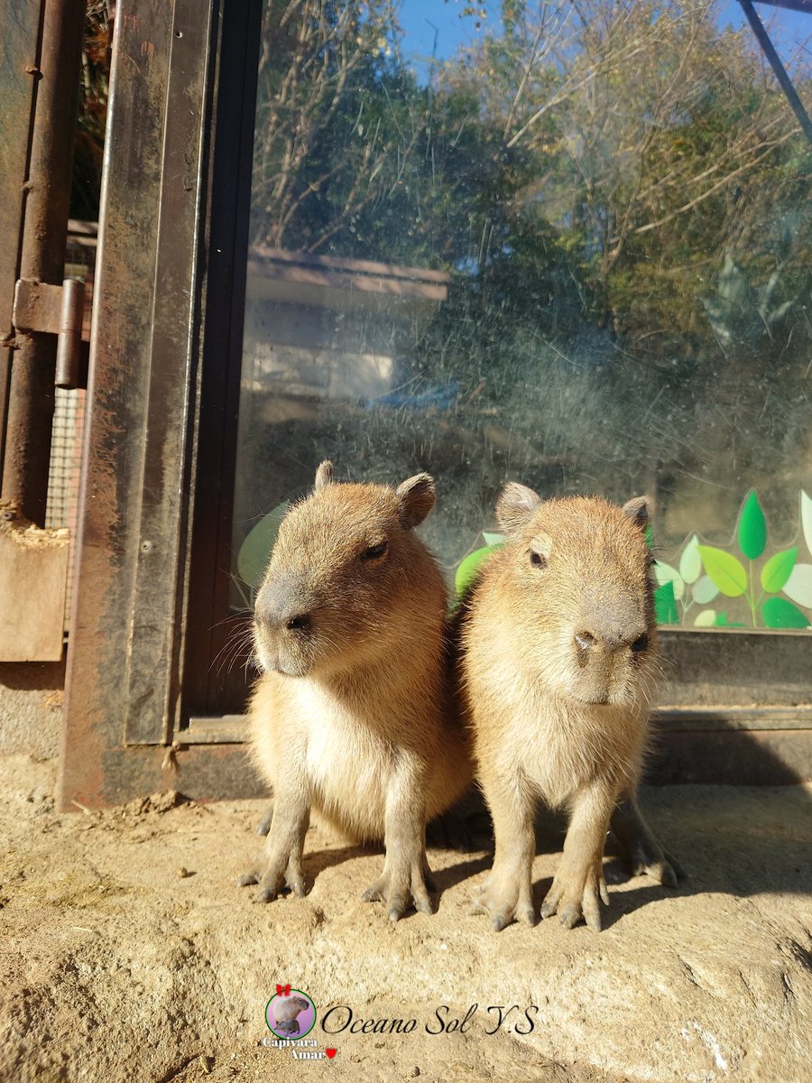 齋藤 洋平 (@k4JrwpXxO7ggav7) / Posts / X