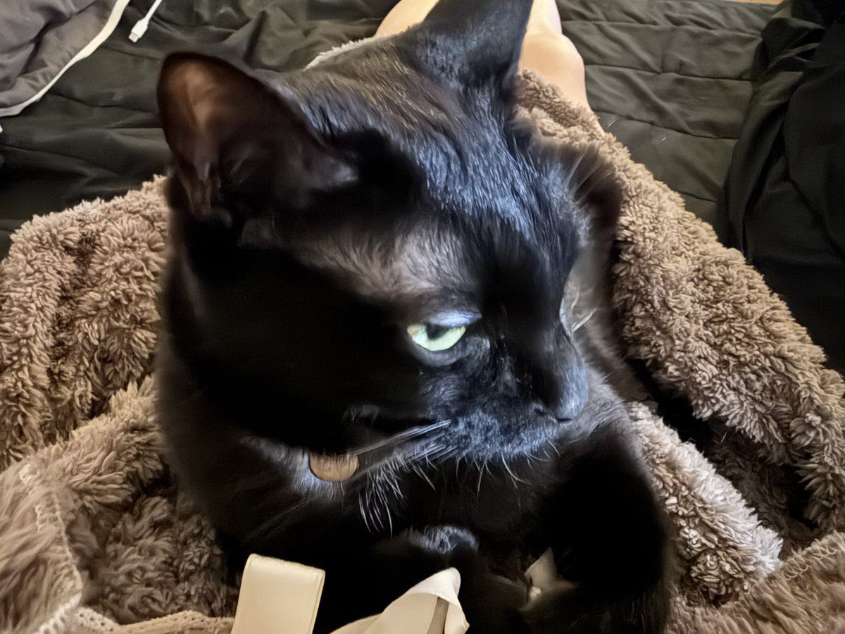 고양이 맨날 안아서 재우는 사람