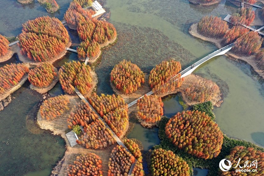 Beautiful Jiangxi: Dawn-redwoods at Nanchang’s Yuweizhou Wetland Park shift into rich hues, creating a beautiful “floating forest” beside the city skyline.
