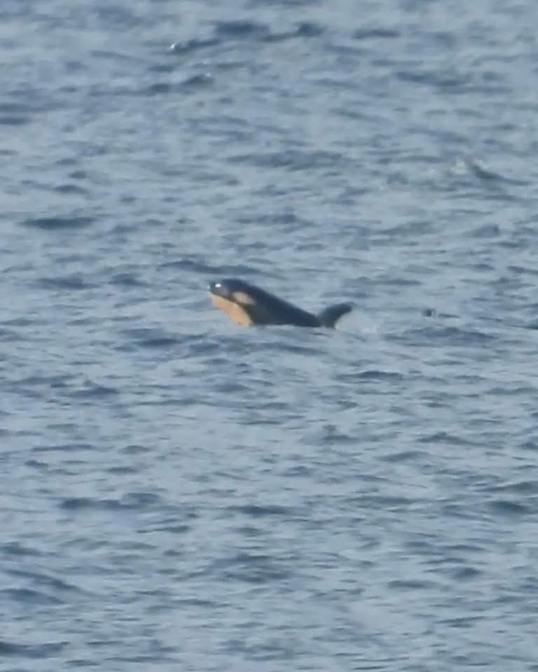 Orca Conservancy tweet media