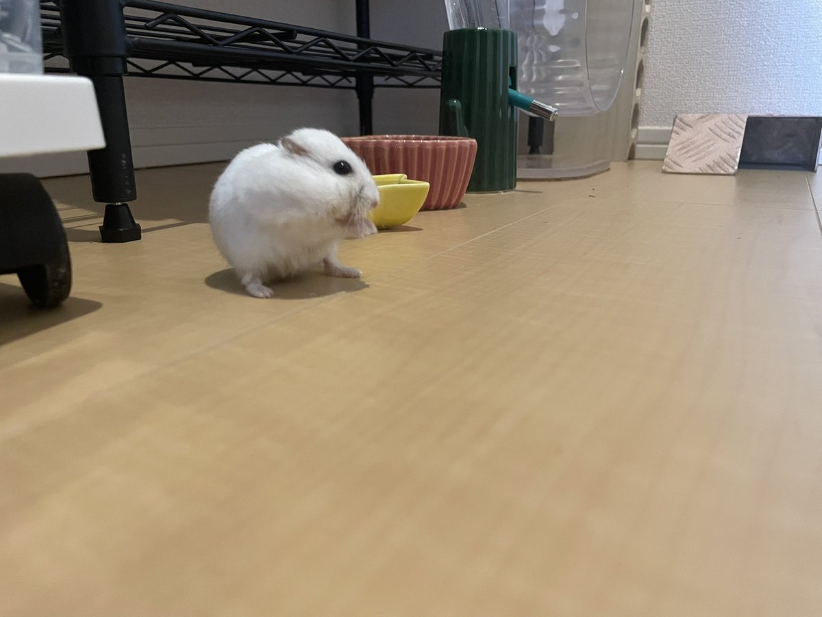 えも@16匹のはむちゃんず🐹 (@emo_hamchans) / Posts / X