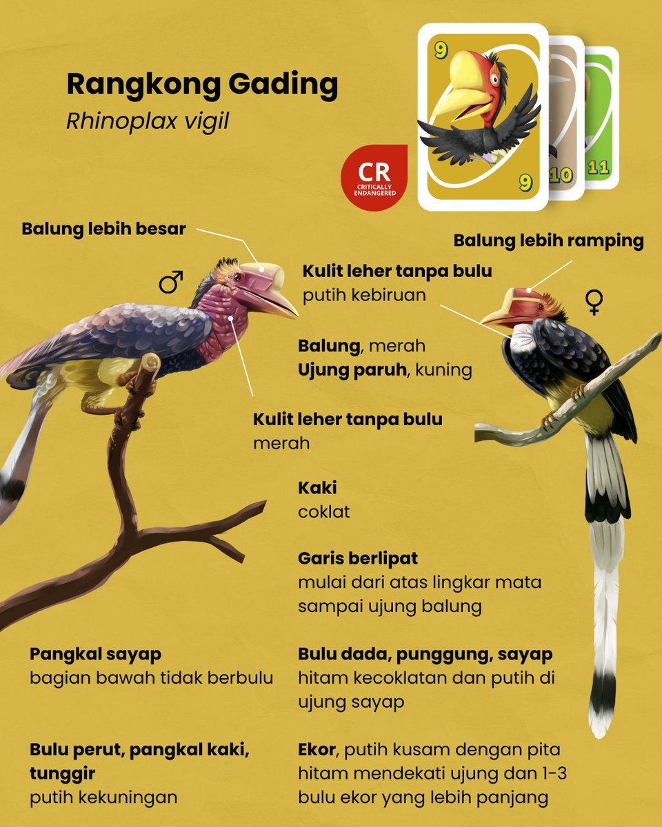Rangkong Indonesia tweet media