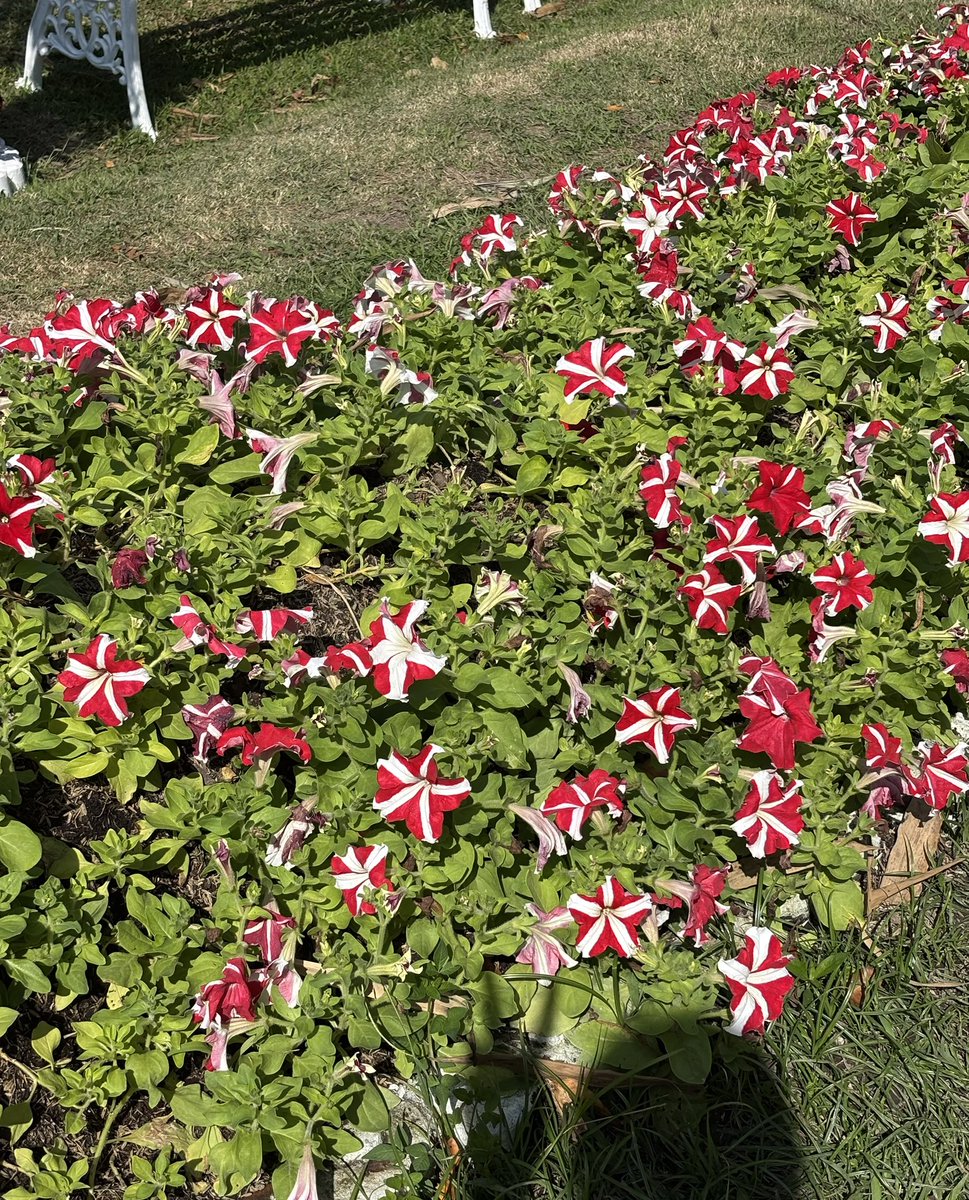 ไปเจอน้อนมา แคนดี้คริสตะมาสมั่กๆ🥹✨