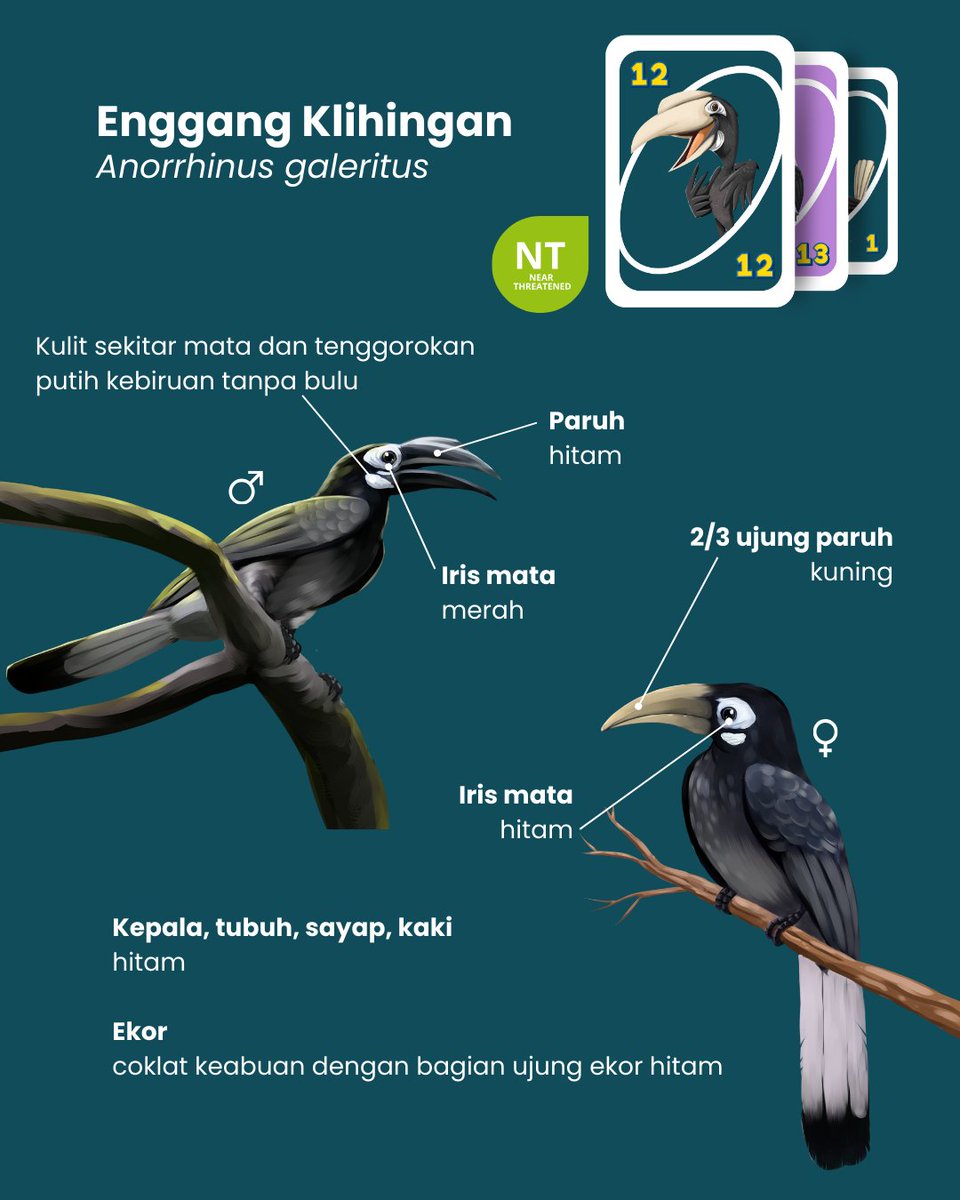 Rangkong Indonesia tweet media