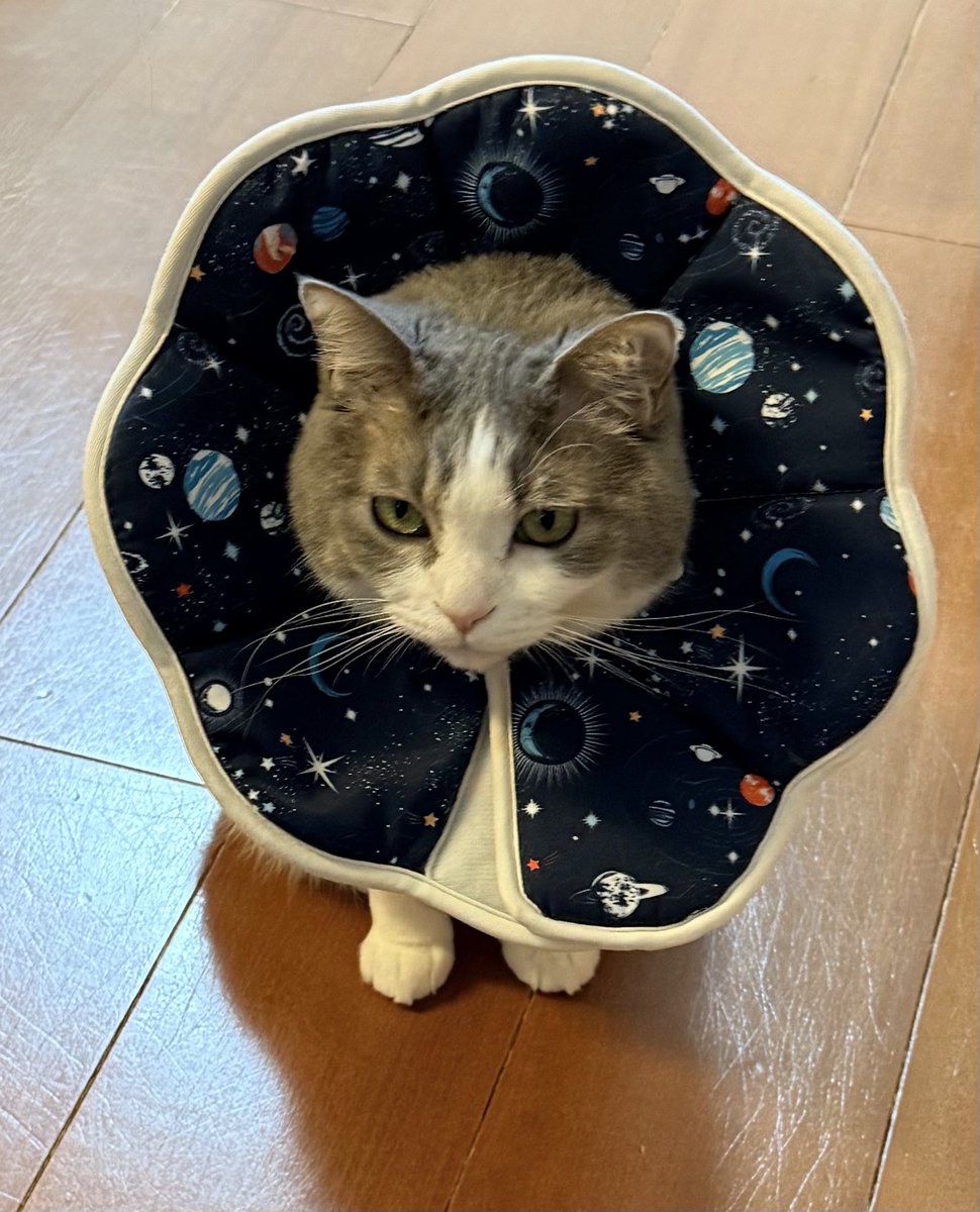 もんじろう様 Post by いずもん/まろ様＊mfmf on X: お出迎え