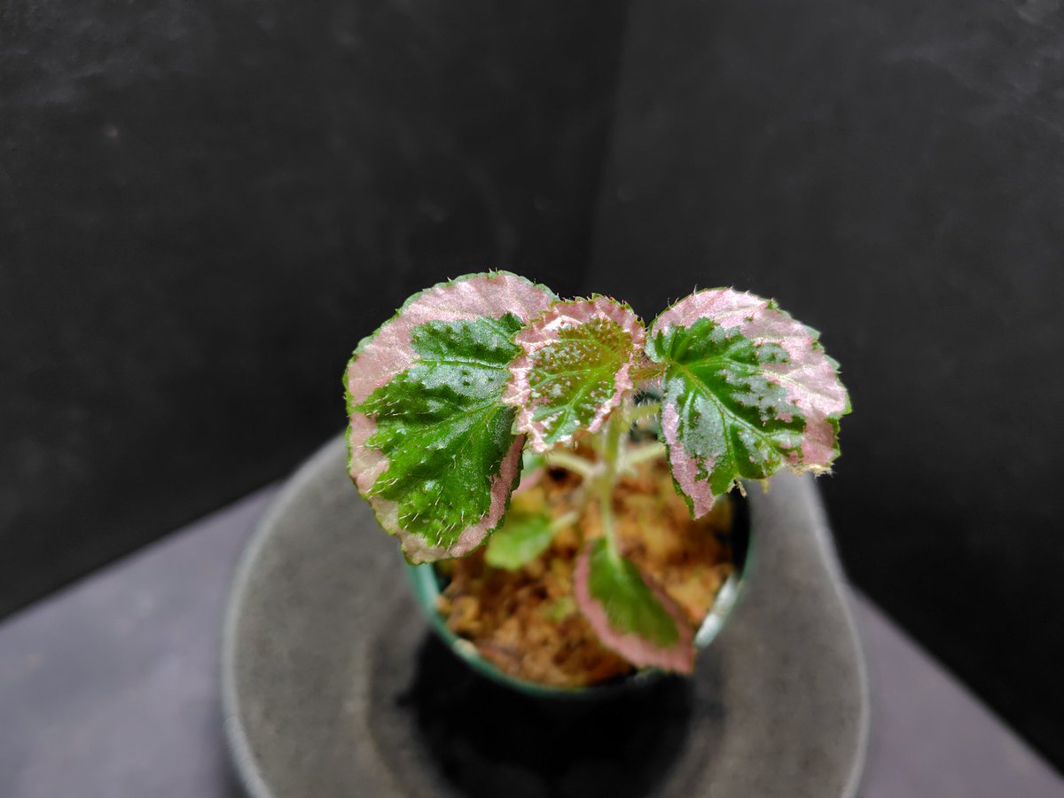 ボーナスセール第一弾(草)情報 Begoniaも30株ほどご用意しております