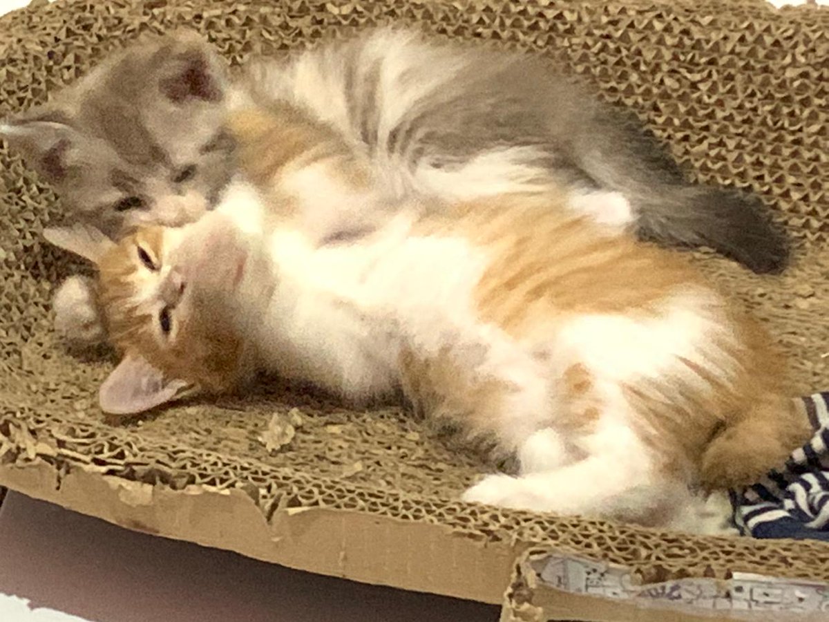 AmanuMh's tweet photo. @sbyfess halo kak boleh dm ya siapapun yg mau adopt kitten 2bulan, aku area Gedangan, free yaaa https://t.co/YlwaR7xsur