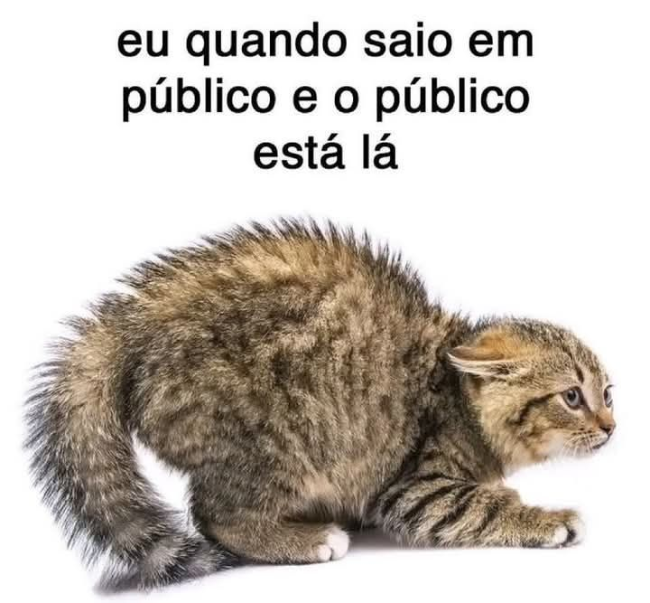 perfil dedicado a gatinhos e peitos tweet media
