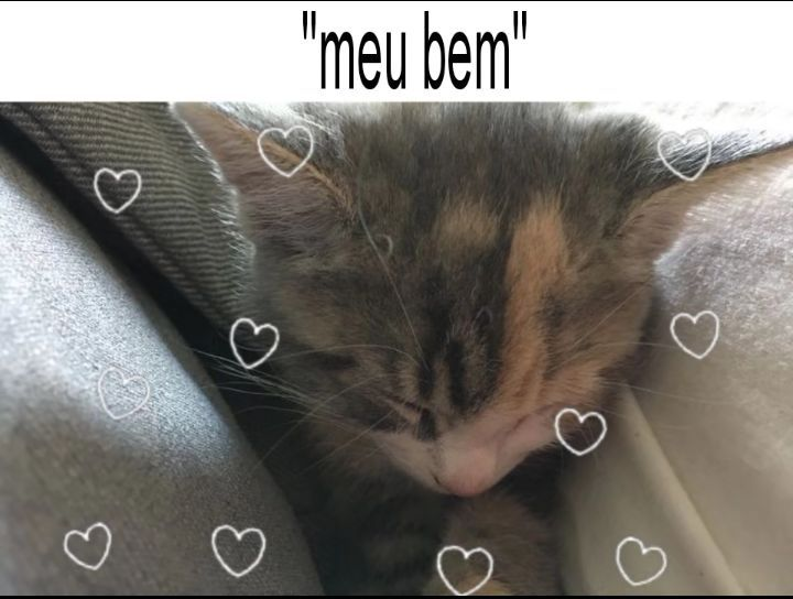 perfil dedicado a gatinhos e peitos (@odeiootaco) on Twitter photo 