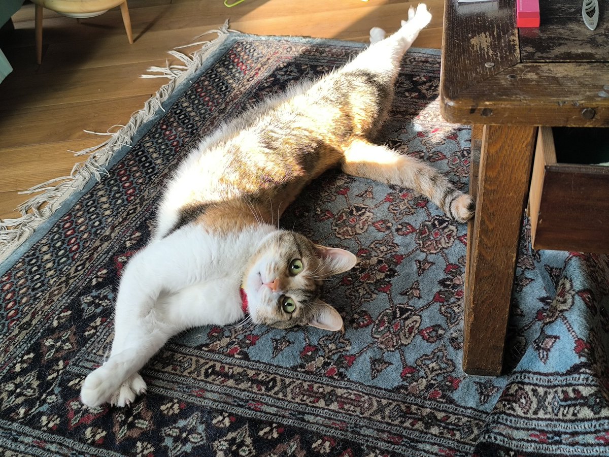 samsontakahashi's tweet photo. たまたまデブ猫に撮れただけでリアルはわりとスリムです。猫は液体なので。指摘されるまで鼻のサーモンピンクがチャームポイントと気づかなかった https://t.co/kq3UnrBzRD
