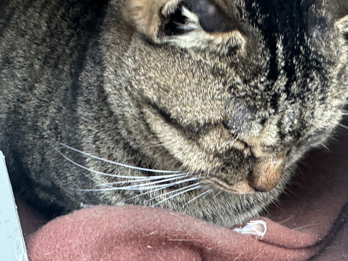 Post by motohiko sakaguti on X: ネコ🐱