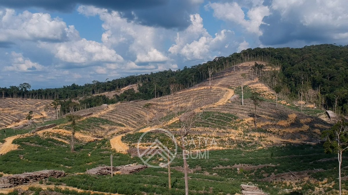 satyabumi's tweet image. RALAT: Sudah terdeforestasi seluas 42 ribu hektare.

- 2016-2022 seluas  20.039 ha
- 2023 seluas 17.839,96 ha
- 2024 seluas 4.633,05 ha

Total 42.512,01 ha meliputi dua kabupaten: Ketapang &amp;amp; Kayong Utara. Kali ini bukan sawit, melainkan kayu Hutan Tanaman Industri (HTI).