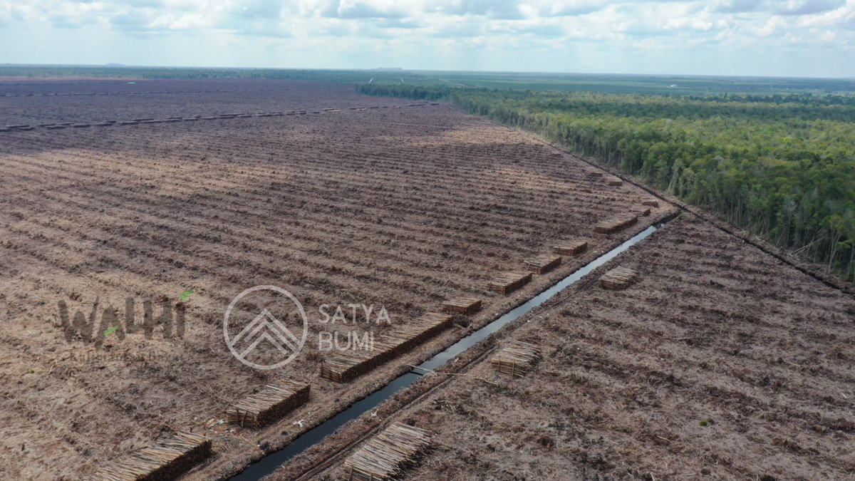 satyabumi's tweet image. RALAT: Sudah terdeforestasi seluas 42 ribu hektare.

- 2016-2022 seluas  20.039 ha
- 2023 seluas 17.839,96 ha
- 2024 seluas 4.633,05 ha

Total 42.512,01 ha meliputi dua kabupaten: Ketapang &amp;amp; Kayong Utara. Kali ini bukan sawit, melainkan kayu Hutan Tanaman Industri (HTI).
