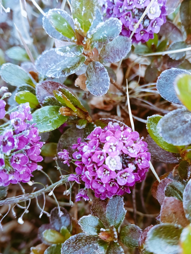 kinokdk's tweet image. 12/10(水) お疲れ様です！

本格的に寒くなって参りました
朝の気温はマイナスです🥶
アリッサムも霜に晒されて寒そう…
#TLを花でいっぱいにしよう

週の折り返しの水曜日、
頑張ります！