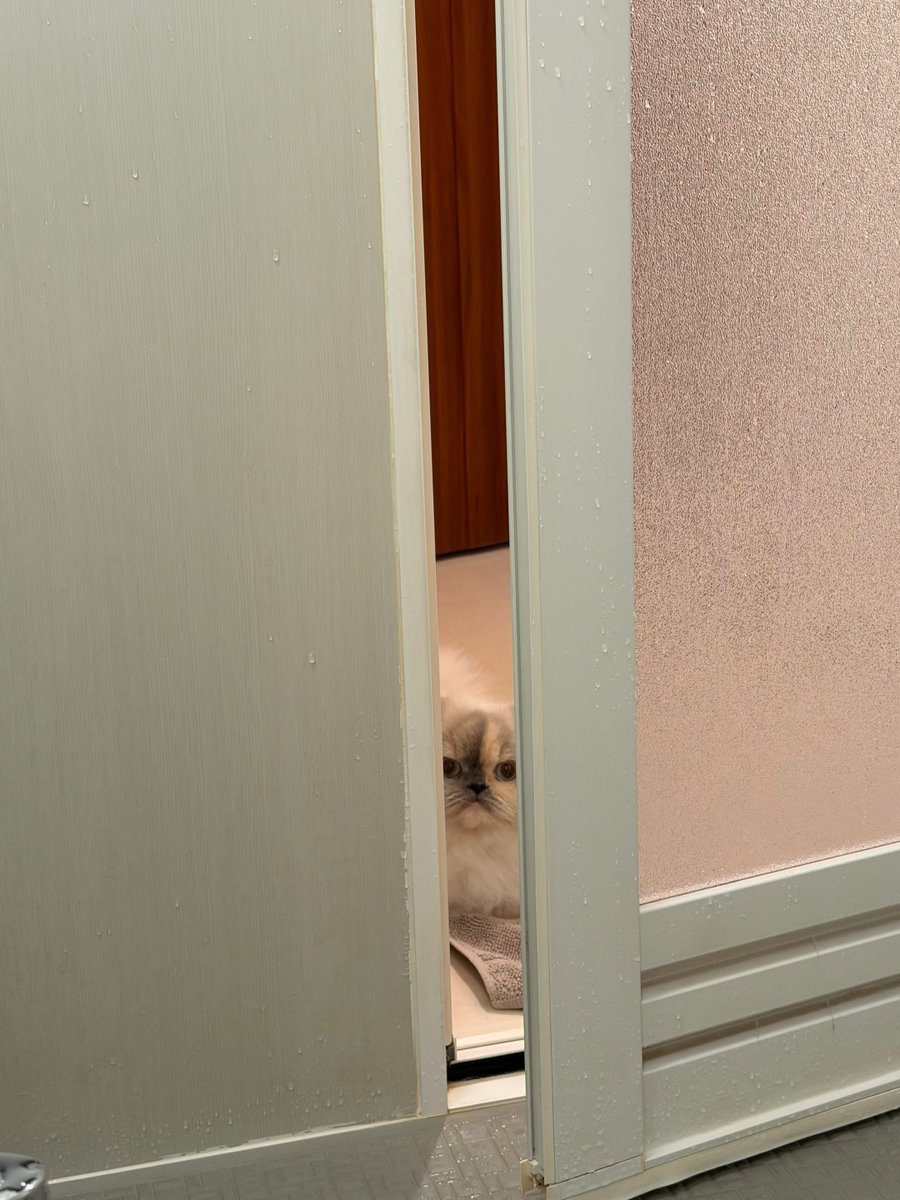 himadayo0820's tweet photo. お風呂も監視したいひまちゃん👀🛀

#ヒマラヤン #himalayan https://t.co/dXkt9bln3O