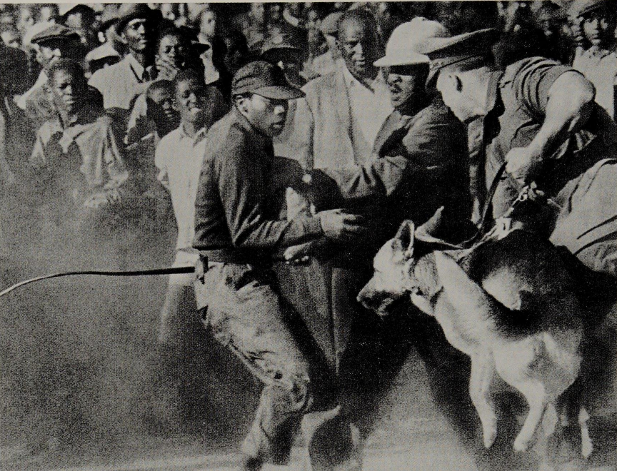 HistorySAZAR's tweet image. Police dogs force back a crowd at Orlando Stadium, c early 1960s. Photo: Peter Magubane/Drum Social Histories/Soweto